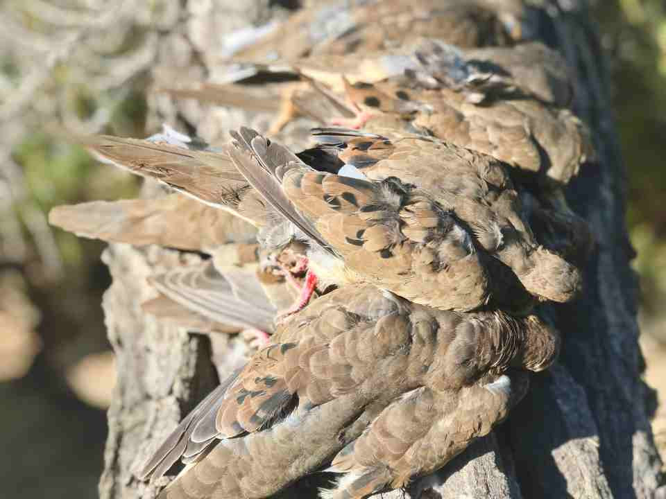 Featured image for Auto-prepared featured image